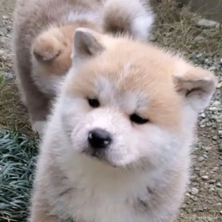 ID:2303-00716の子犬