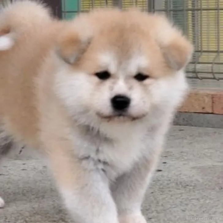 むっちゃん 様のお迎えした子犬