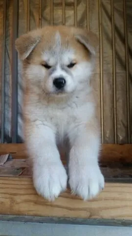 ドクターワンワン 様のお迎えした子犬