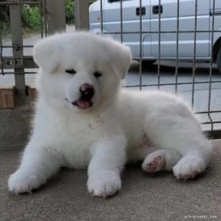 向日葵 様のお迎えした子犬