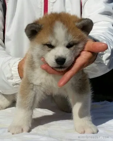 ナナ 様のお迎えした子犬