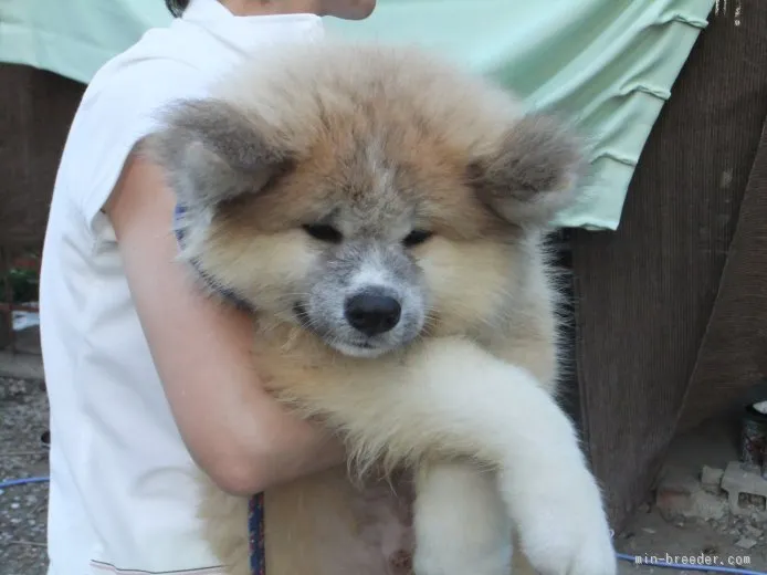 秀昇丸 様のお迎えした子犬