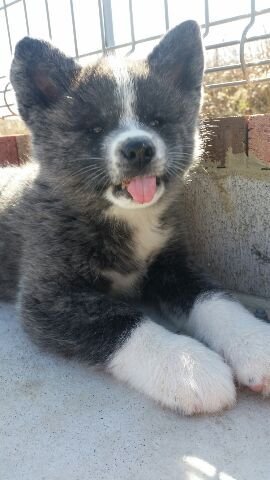 ID:1701-00210の子犬