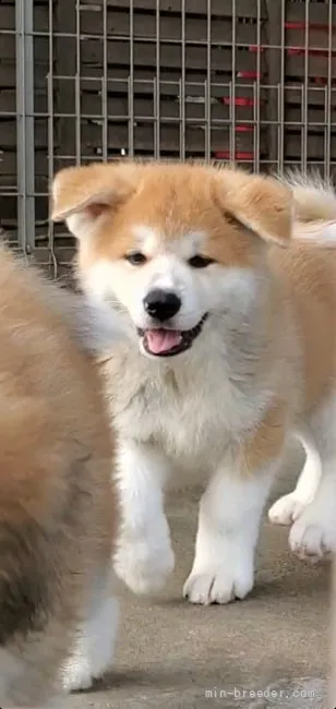 ショコのパパ 様のお迎えした子犬