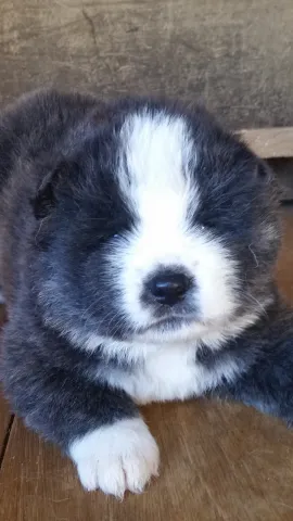 近藤 様のお迎えした子犬
