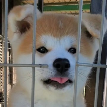 秋田犬【愛知県・女の子・2024年8月23日・赤】の写真「綺麗なお顔の女の子🎀」