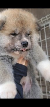秋田犬【愛知県・男の子・2021年4月14日・赤】の写真「丸いお顔の可愛い男の子」