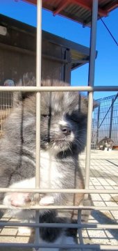 秋田犬【愛知県・女の子・2020年11月9日・虎のモフモフ長毛の女の子🎀】の写真「凛とした秋田犬の女の子」