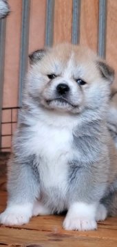 秋田犬【愛知県・女の子・2020年11月6日・赤】の写真「おとなしく、可愛い女の子🎀」