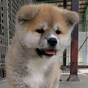 秋田犬【愛知県・男の子・2024年2月26日・赤】の写真「優しいお顔の男の子」