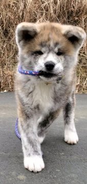 秋田犬【愛知県・男の子・2020年11月9日・虎毛の男の子】の写真「綺麗な虎毛の男の子」