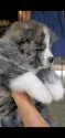 秋田犬【愛知県・男の子・2020年11月9日・虎毛の男の子】の写真3