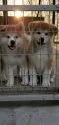 秋田犬【愛知県・男の子・2021年6月18日・赤の男の子】の写真3