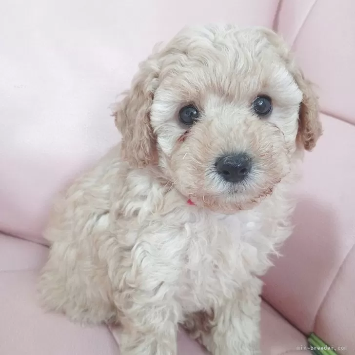 ID：2503-04573の子犬