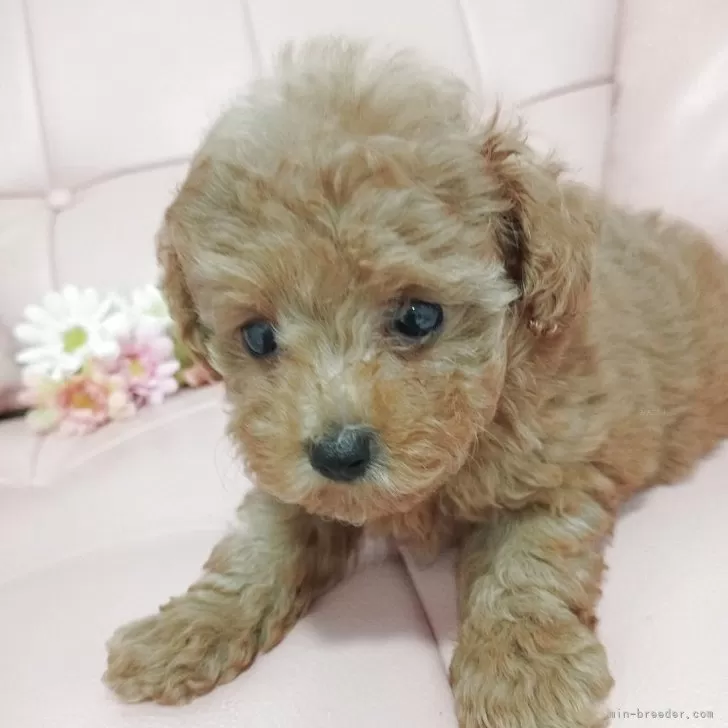 ID:2507-01205の子犬