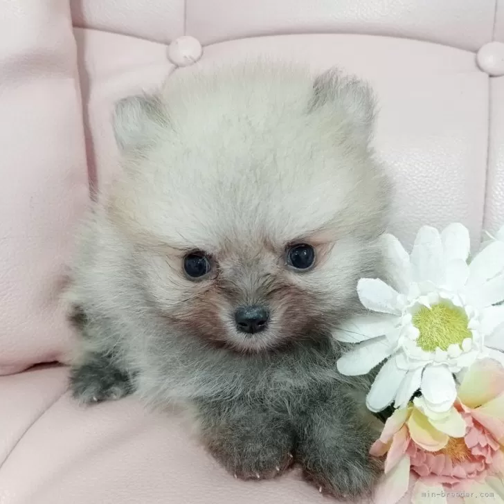 ID:2506-02979の子犬