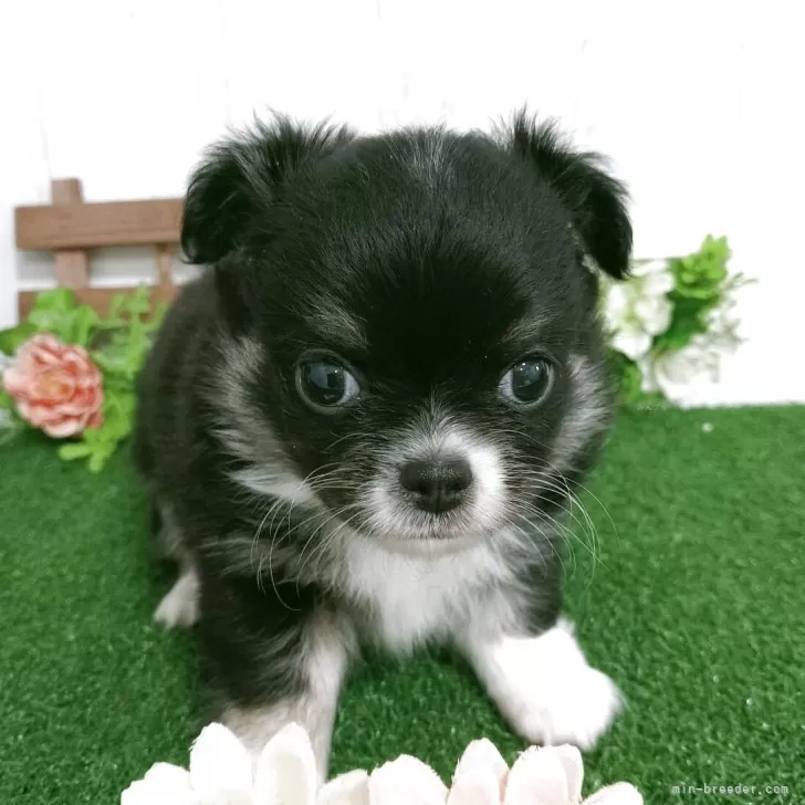 ID：2511-02126の子犬