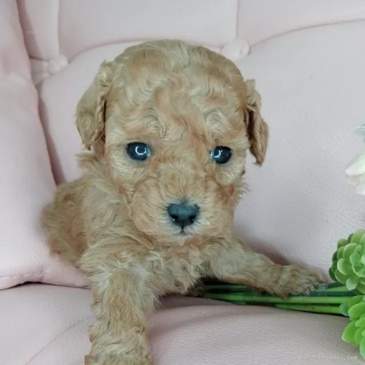 M.I 様のお迎えした子犬