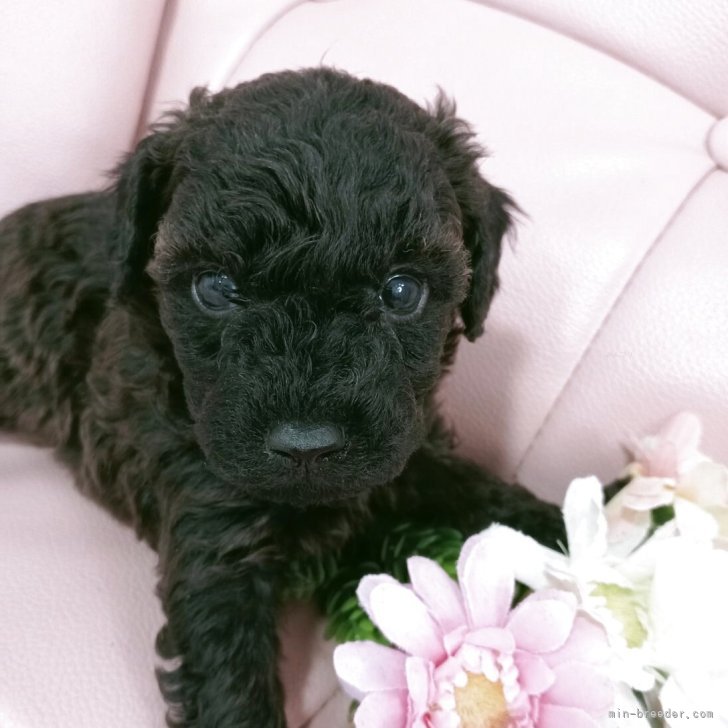 ブリーダー画像