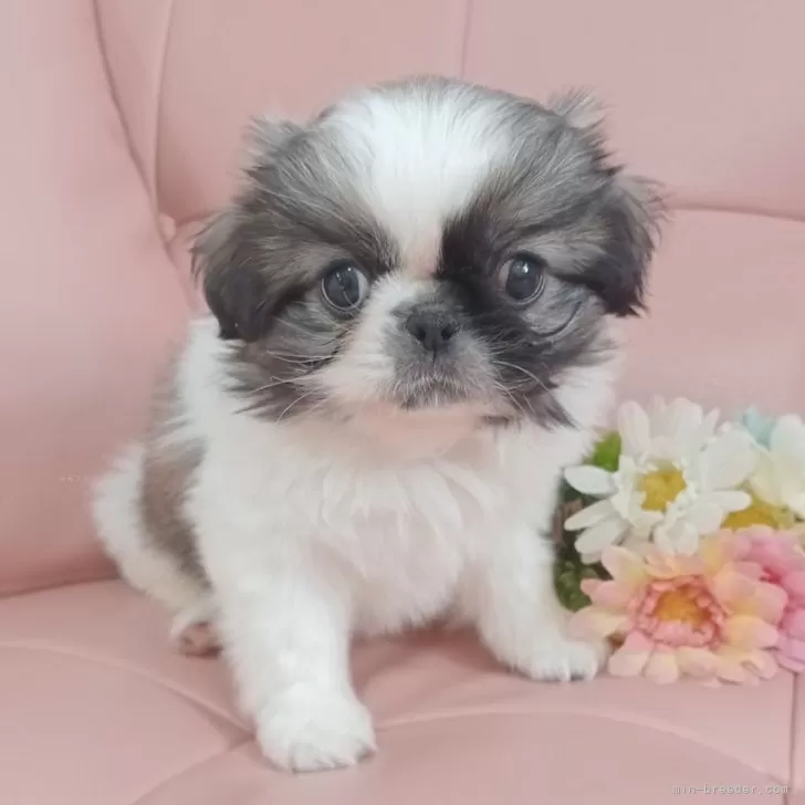 ID:2503-04189の子犬