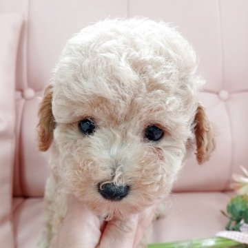 トイプードル(トイ)【神奈川県・男の子・2025年5月3日・アプリコット】の写真「ワンテンポ遅れのマイペース次男坊😊掲載終了間近❢」