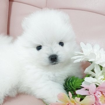 ポメラニアン【神奈川県・男の子・2025年8月20日・クリーム】の写真「兄妹仲良く成長中！」