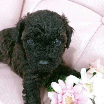 トイプードル(トイ)【神奈川県・男の子・2025年10月16日・ブリンドル】の写真「兄妹仲良く成長中💕」