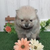 ポメラニアン