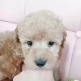 トイプードル(トイ)