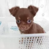 チワワ(ロング)