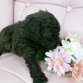 トイプードル(トイ)【神奈川県・男の子・2025年10月16日・ブリンドル】の写真4