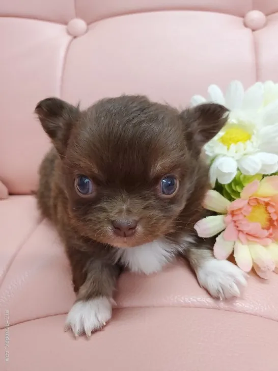 ID:2111-00680の子犬