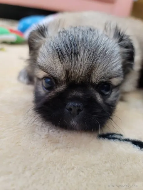 ID:2203-03196の子犬