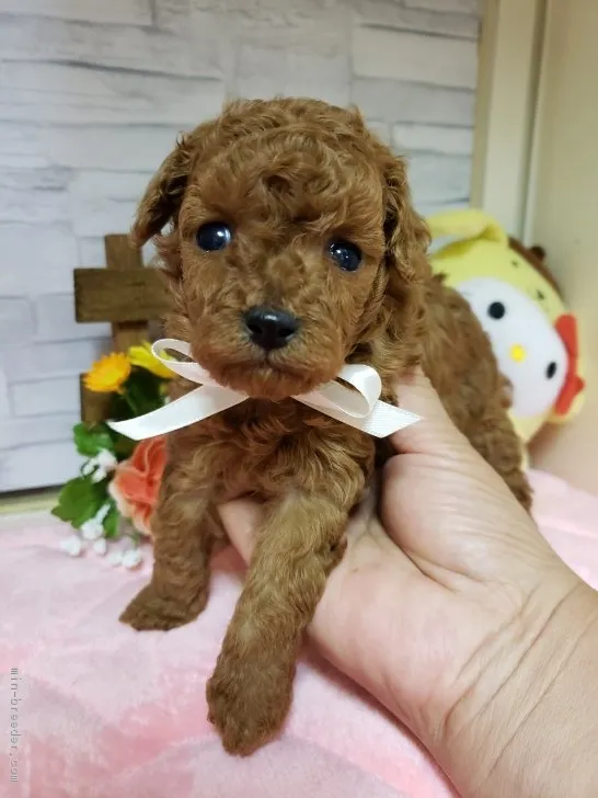 ID：1809-01056の子犬