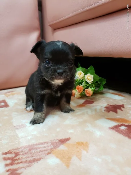 ID:2103-00996の子犬