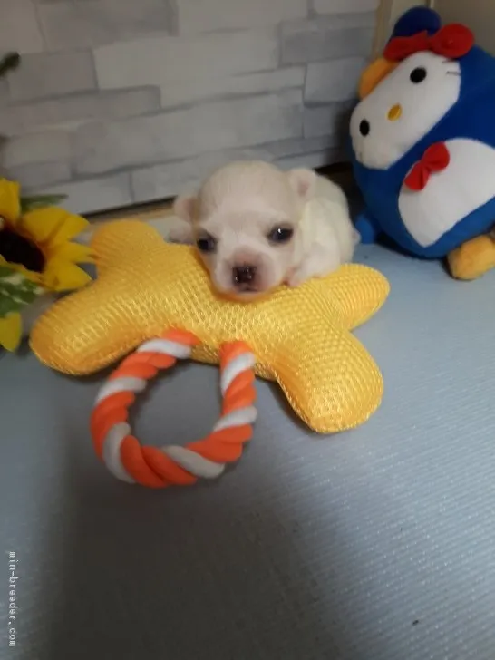 ID：1807-03045の子犬