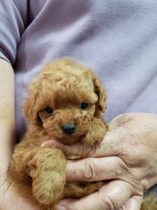 ID：1912-02593の子犬