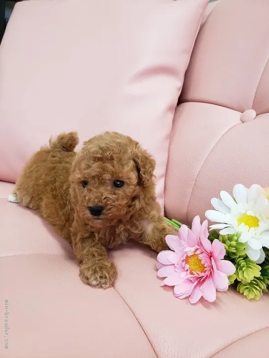 ID：2006-02791の子犬