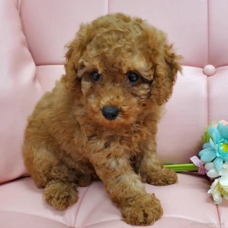 ID:2208-00436の子犬