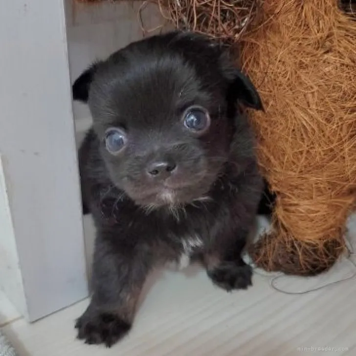 ID:2304-04688の子犬