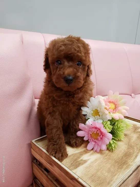 ID:2009-01076の子犬