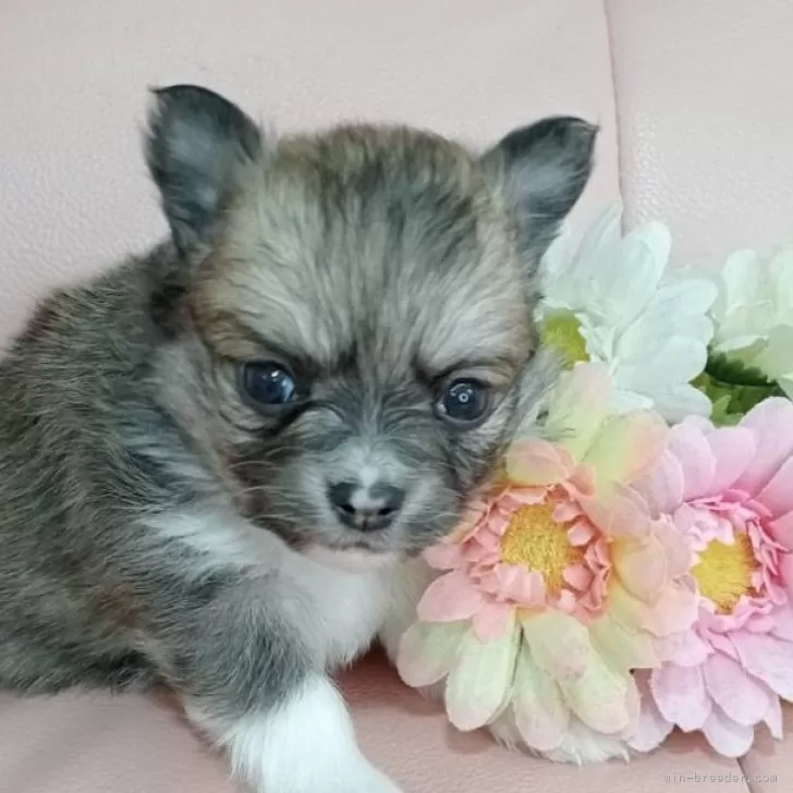ID:2402-04284の子犬