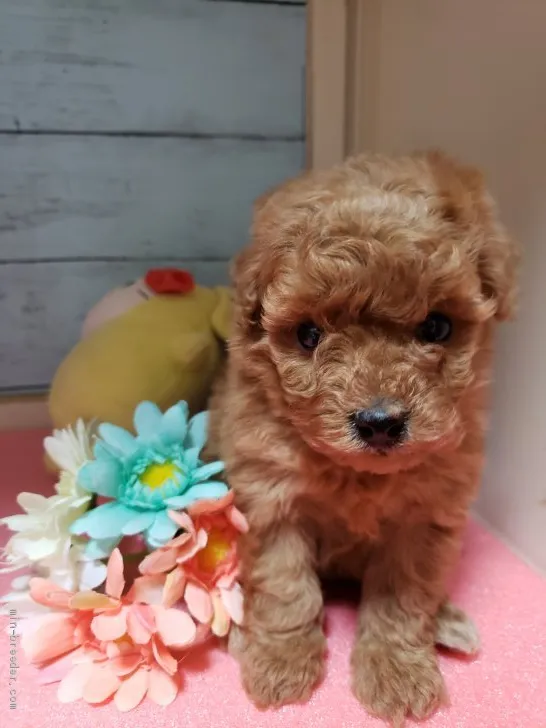 ID:2004-01541の子犬