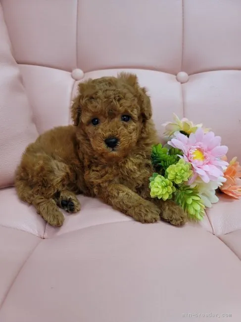 ID：2104-02791の子犬