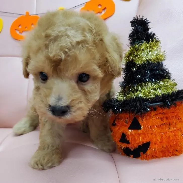ID：2209-04601の子犬