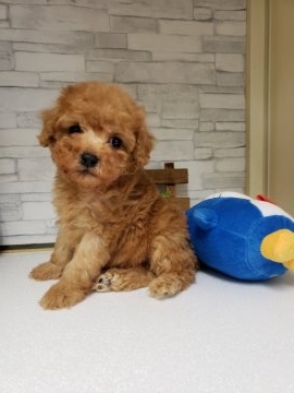 トイプードル(トイ)【神奈川県・男の子・2019年1月11日・アプリコット】の写真「掲載３月３日迄❗プレゼント付♥️」