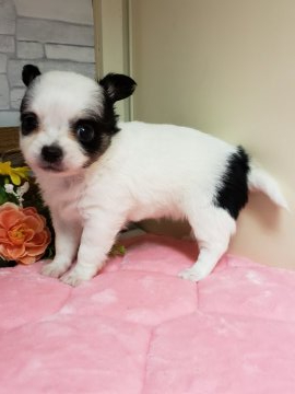 チワワ(ロング)【神奈川県・女の子・2019年3月28日・パーティー】の写真「可愛いチワちゃんです。」