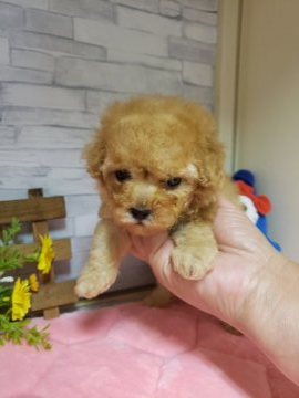 マルプー【神奈川県・男の子・2019年4月3日・アプリコット】の写真「小ぶりです。」