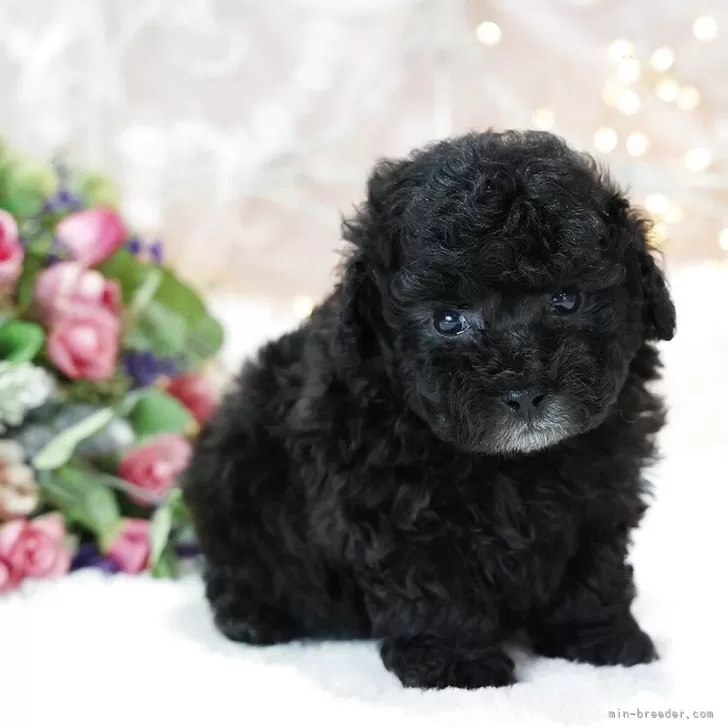 ID:2506-01722の子犬