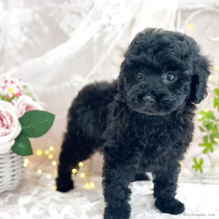 N.N 様のお迎えした子犬